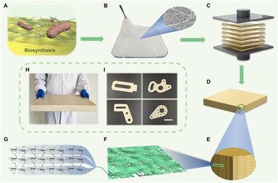 《科学》子刊:中科大团队研发出高性能CNFP材料 有望在多个领域取代塑料